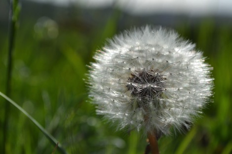 Dandelion clock