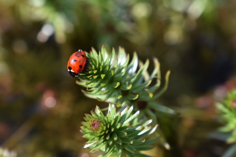 Ladybird on green plant