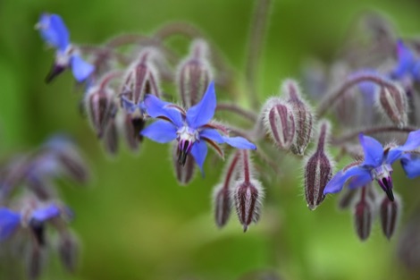 Purple borage flowers