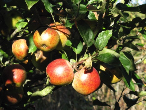Apples