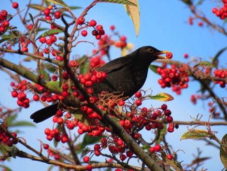 Blackbird eating berries