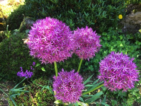 Alliums