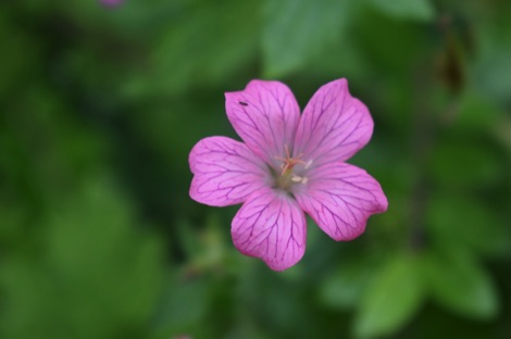 Cranesbill