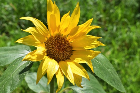 Yellow sunflower
