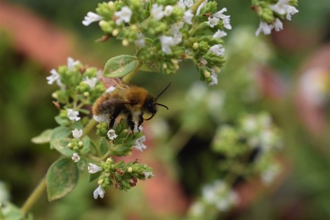Bumblebee on oregano flower