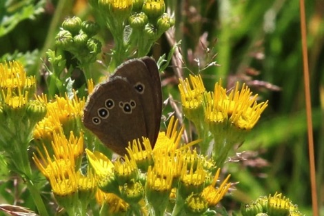 High Hirst Woodmeadow butterfly
