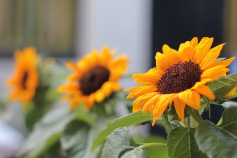 Clos up of yellow sunflower with two more sunflowers in the background