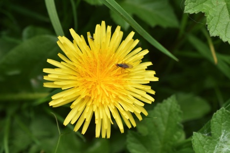 Small fly sitting on a bright yellow dandelion flower