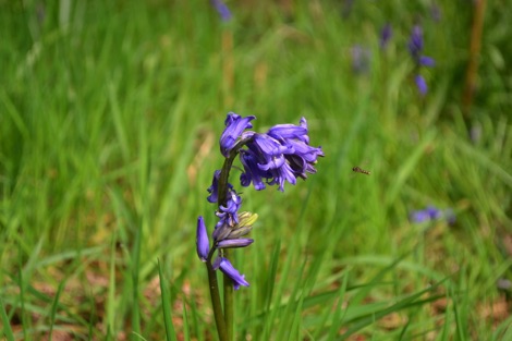 English bluebell