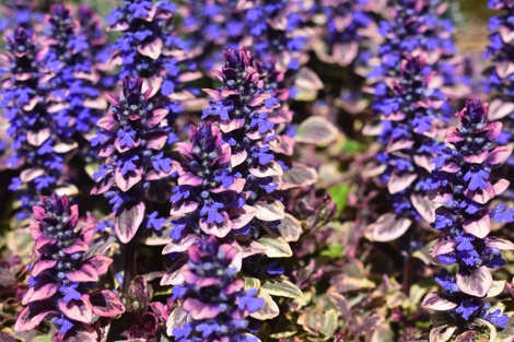 Purple bugle flowers