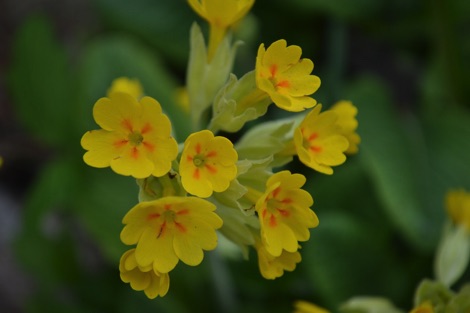 Yellow cowslip flower