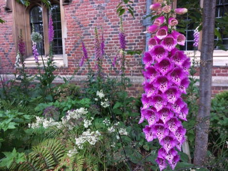 Pink foxgloves growing in a garden