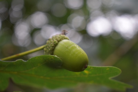Green acorn growing on an oak tree