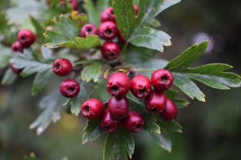 Red hawthorn berries and green hawthorn leaves