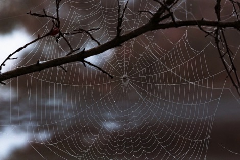 Spiders web covered with dew