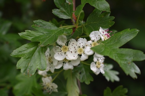 White hawthorn blossom and green hawthorn leaves
