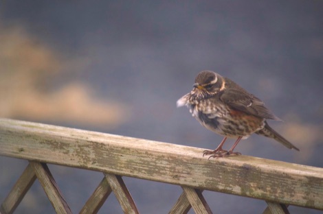 Redwing on a fence