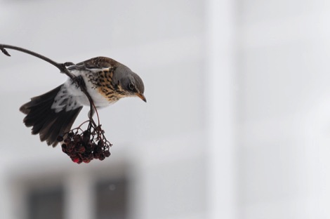 Fieldfare