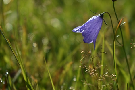 Harebell growing in long grass