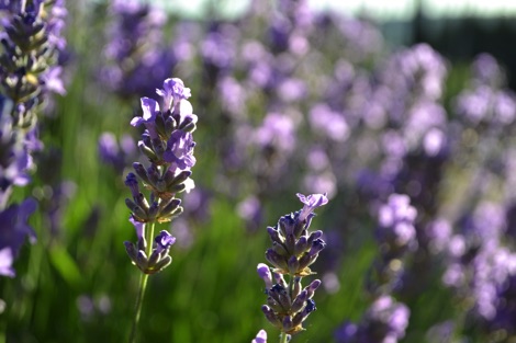 Lavender flower