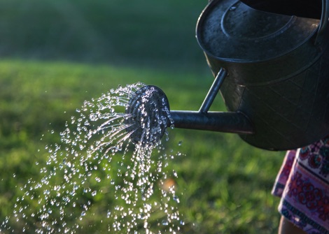 Watering can sprinkling water