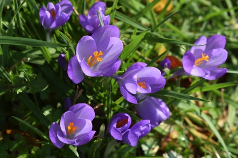 Purple crocus