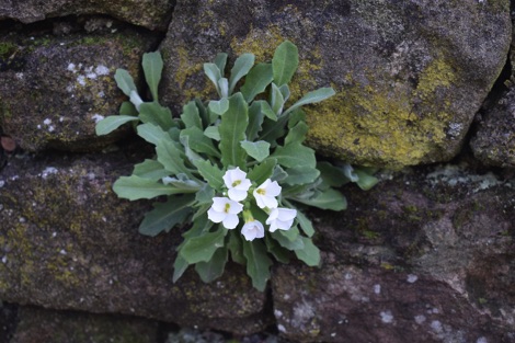 White flowers growing in a wall