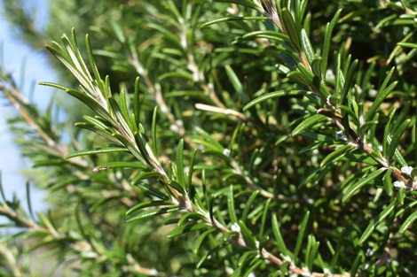 Rosemary