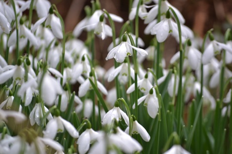 Snowdrops and raindrops