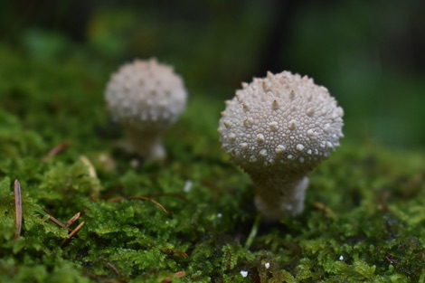 White puffball fungi on a green mossy background