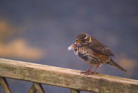 Redwing