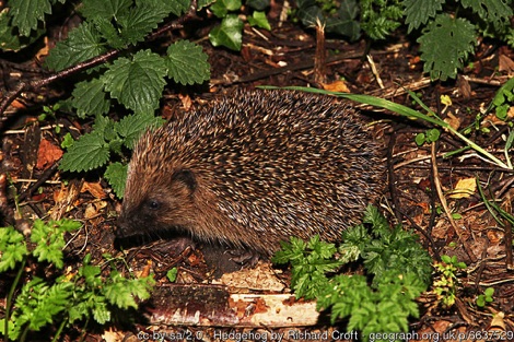 Hedgehog