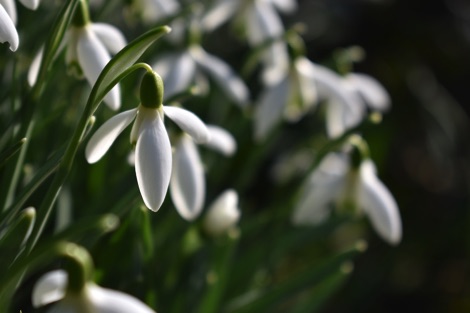 Snowdrops