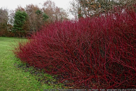 Dogwood