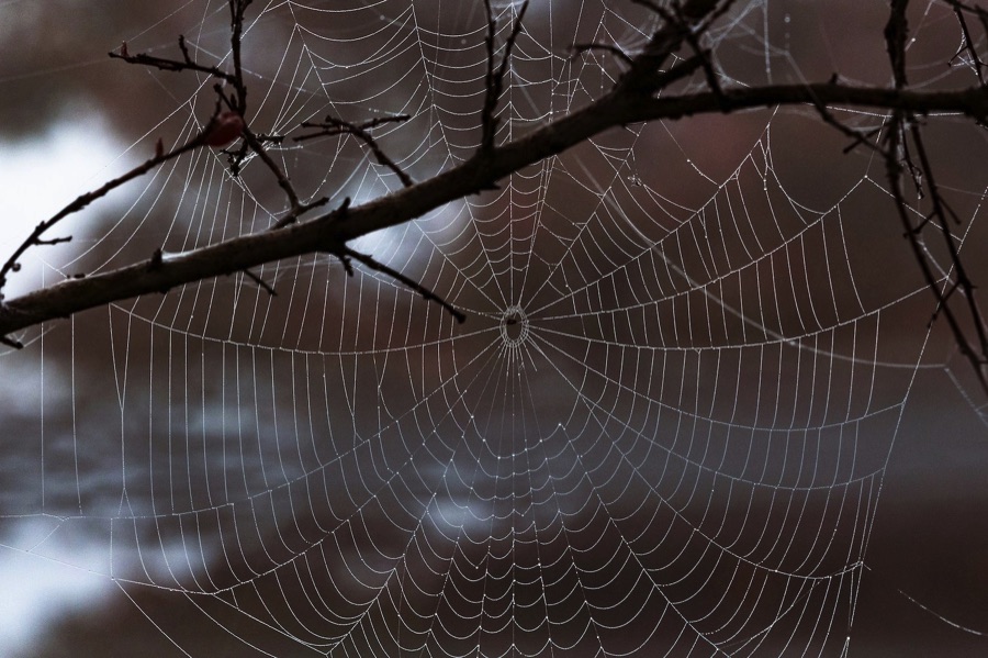 Spiders web covered with dew