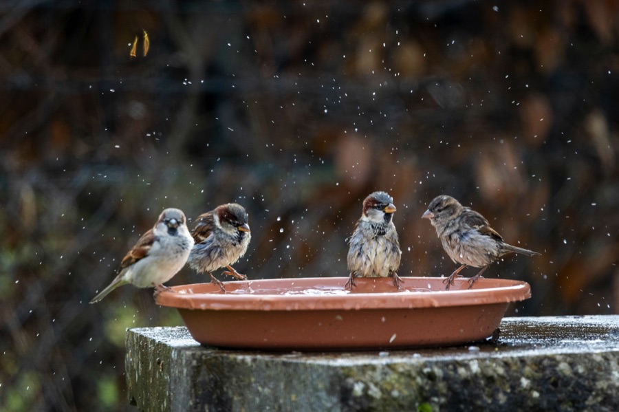 Sparrows on a saucer of water