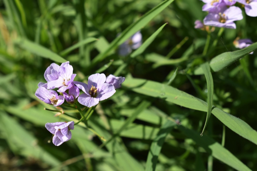 Cuckooflowers growing in long grass