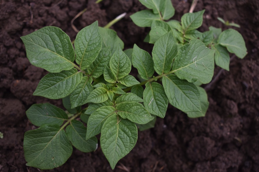 Potato plant