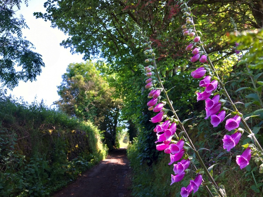 Foxgloves