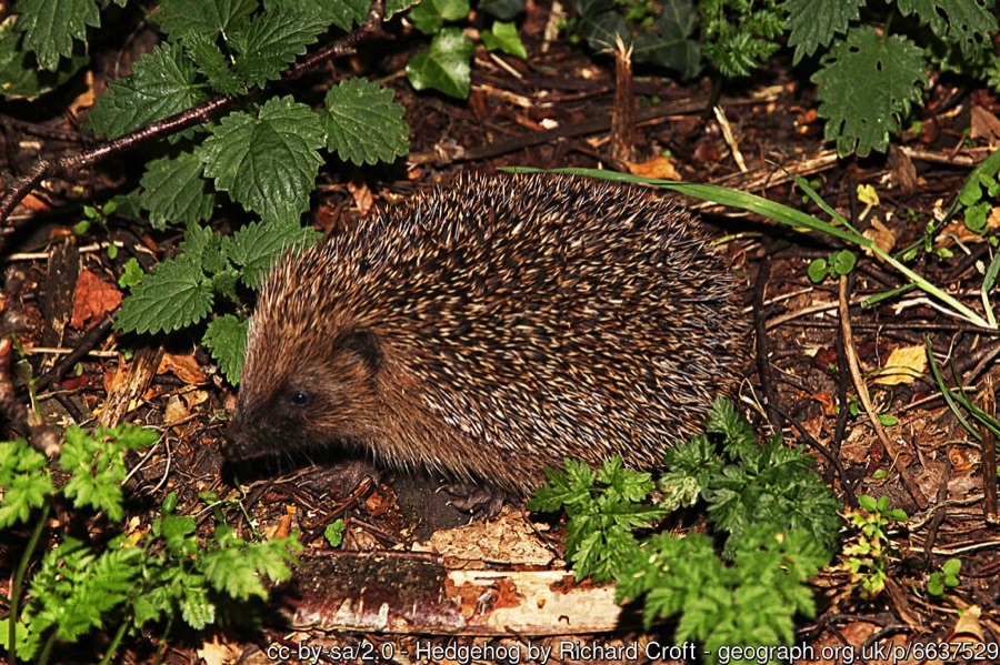 Hedgehog