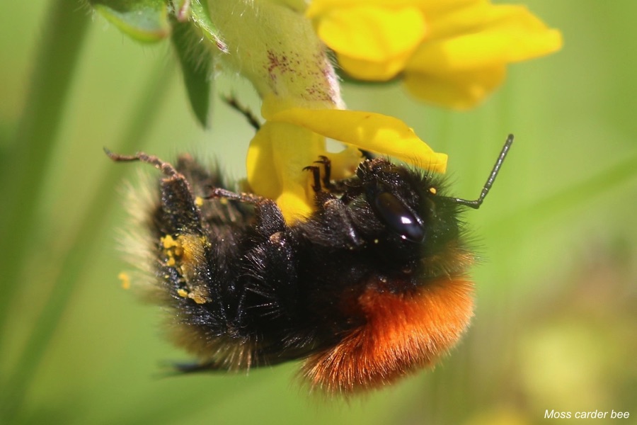 Hebri-bees project to explore the future of Scotland’s rare island ...